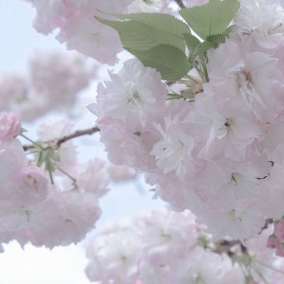 Furry插画线稿分享Furry群